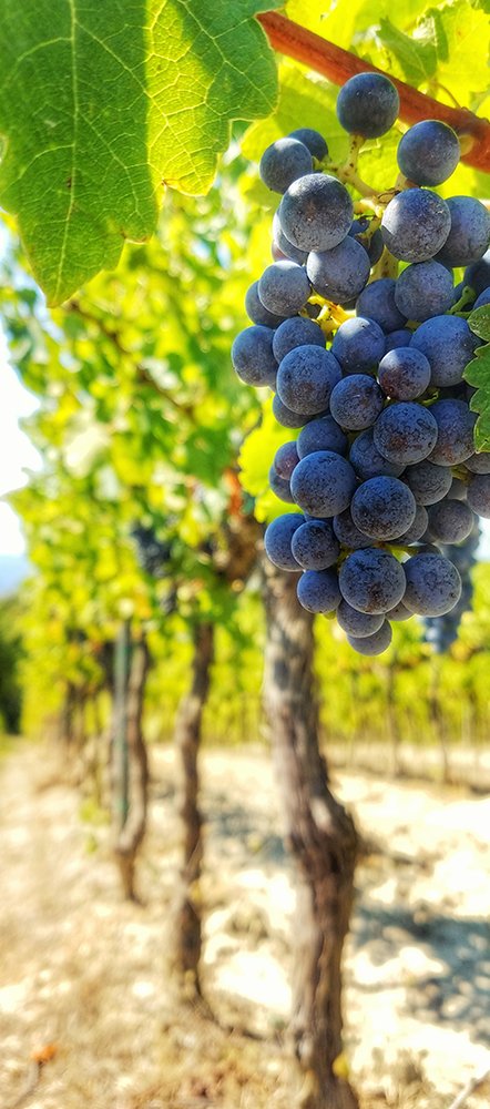 Grappolo maturo di Fetească Neagră sulla vite