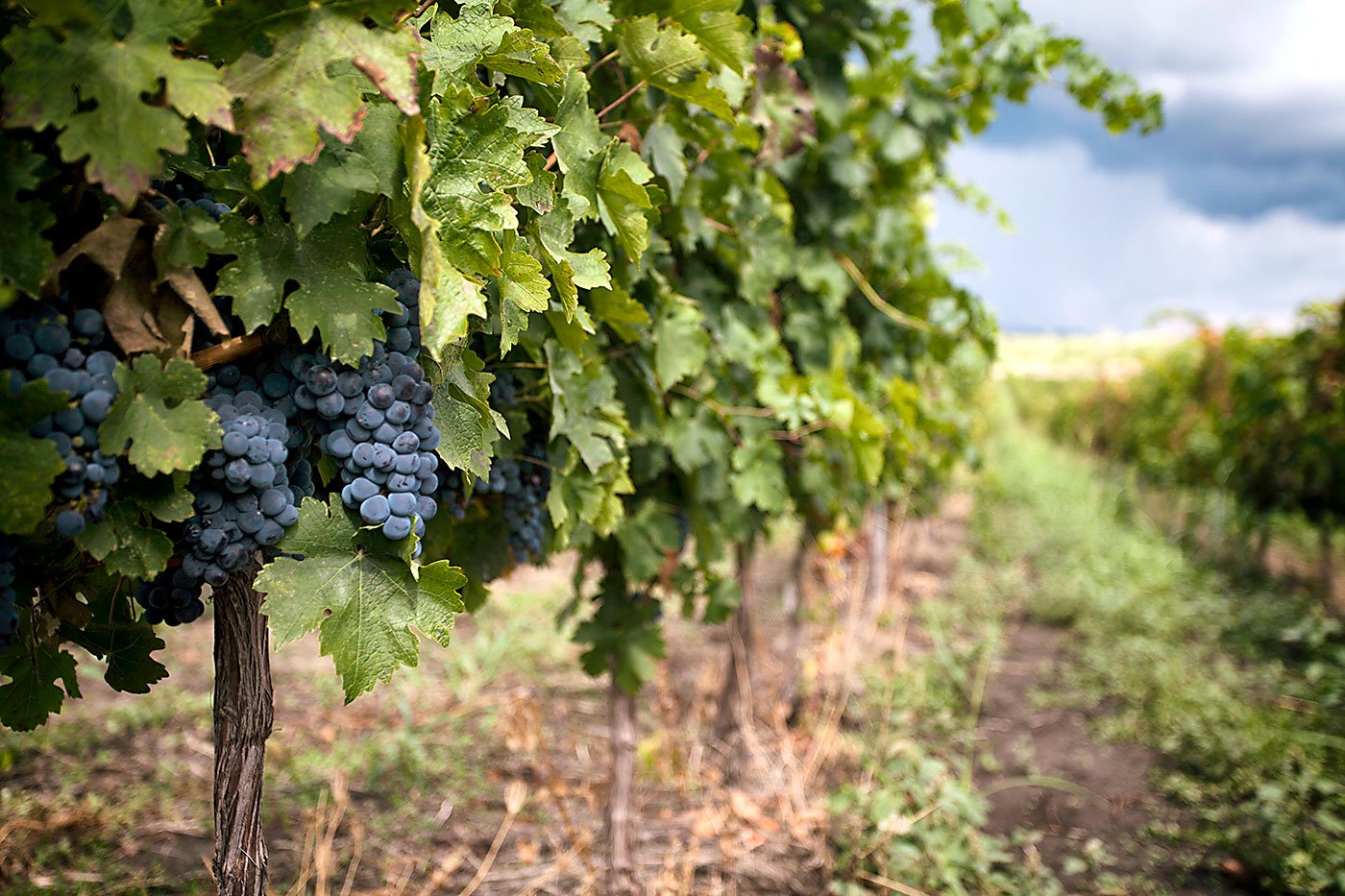 Vigneti storici delle colline di Cotnari in Moldavia